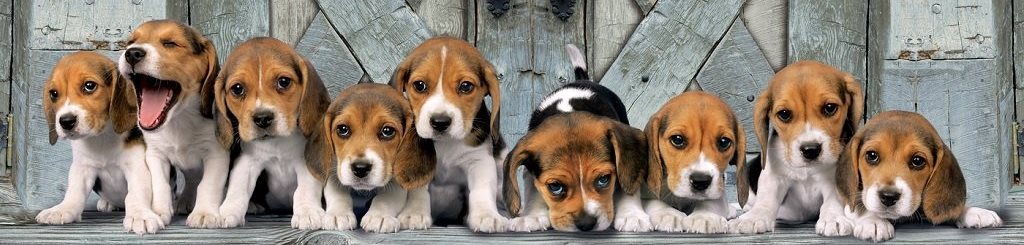39076_beagles-1000-pieces-panorama-puzzle_hvkvzvk
